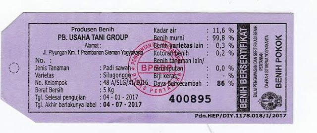 Benih Padi Silugonggo - 72 HST