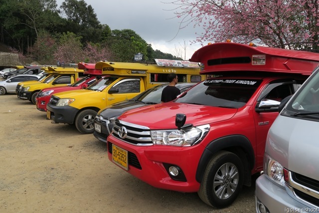 Red and yellow songthaews that brought locals to Mon Cham.