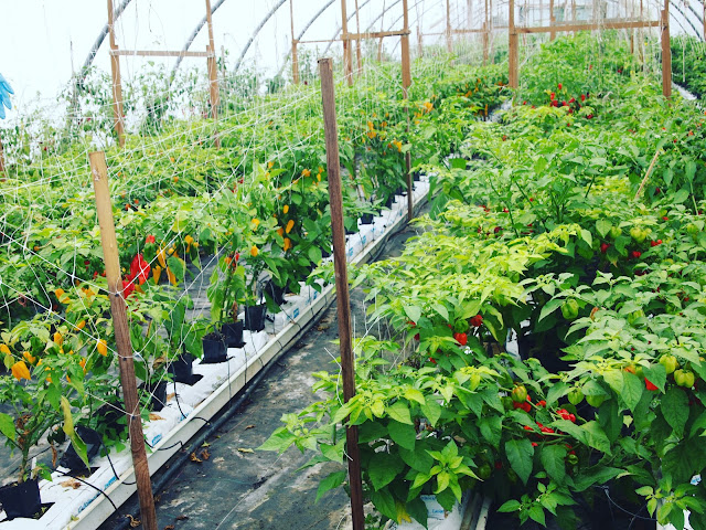 Touring the Edible Ornamentals Chilli Ranch with NIX&KIX