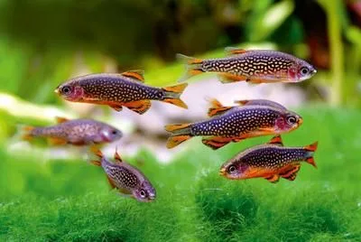 cara memelihara dan merawat ikan rasbora galaxy