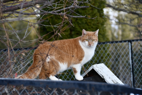 pus katt kattepus pusekatt