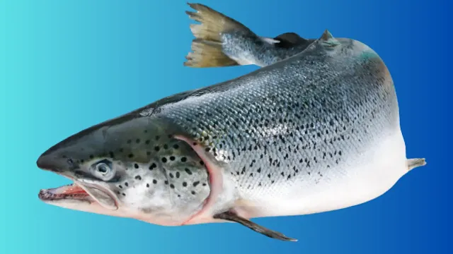 فوائد سمك السلمون في الوصفات الصحية.