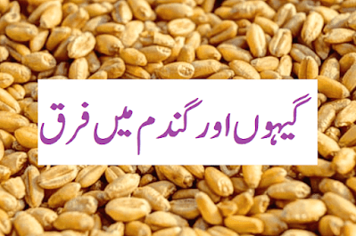 Gandum aur gehun main farq in Urdu گیہوں اور گندم میں فرق