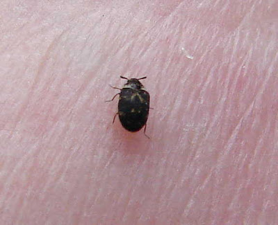 carpet beetle uk