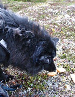 Reinsjøen 021