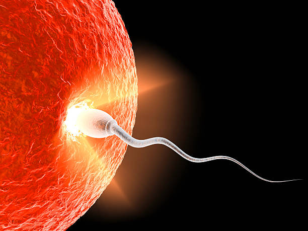 facts-about-human-sperm-interesting-facts-atozfacts