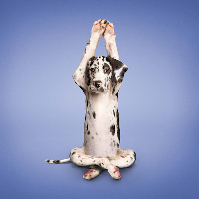 Hilarious Yoga Dogs Calendar Seen On www.coolpicturegallery.us