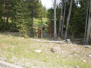 Great Old Yellowstone Park