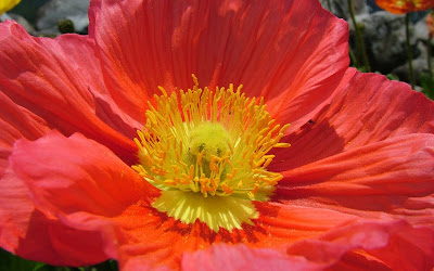 red flower close up widescreen resolution hd wallpaper