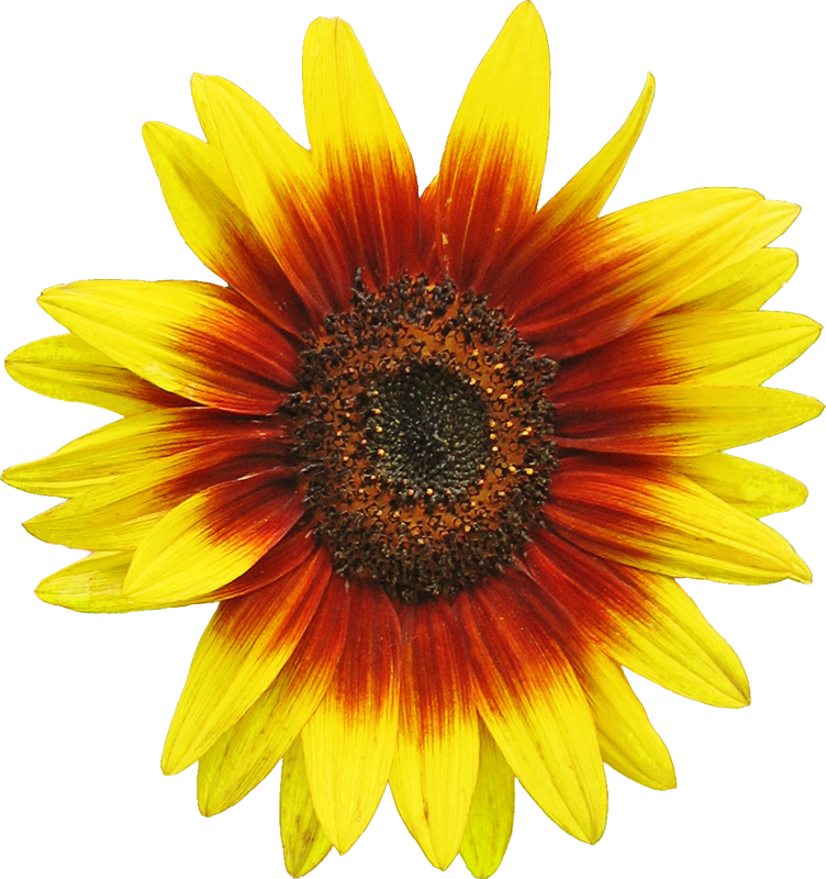 Free Free 315 Clipart Sunflower Png Free SVG PNG EPS DXF File