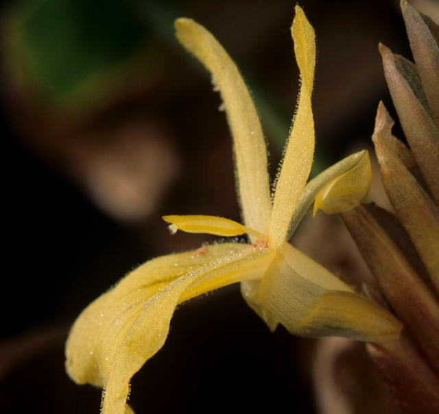 Дистихохламис лимонный (Distichochlamys citrea)