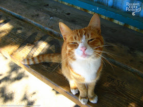 Orange-Eyed Red Mackerel Tabby with White Happy Cat