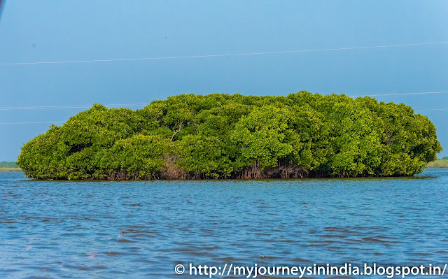 Pichavaram Mangrove Forests Chidambaram