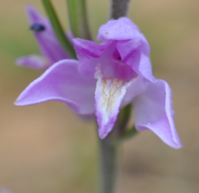 Céphalanthére