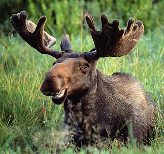 The Moose Animal