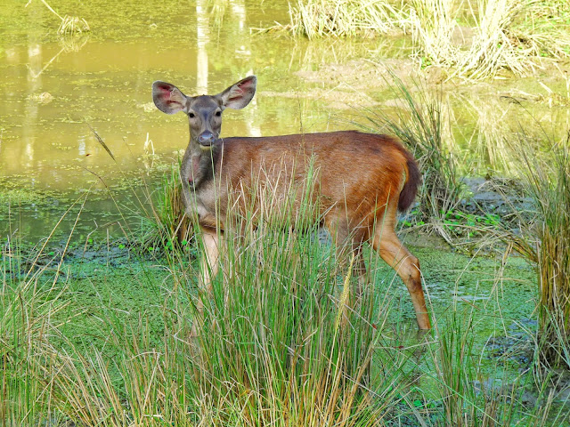 Deer Chitwan Safari