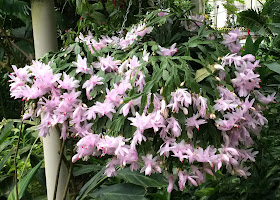 Schlumbergera hybrid, RHS garden, Wisley.  3 December 2013.