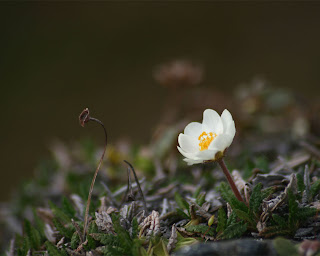 Lonely Flower