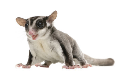 Bedanya Sugar Glider WC dan Sugar Glider CB