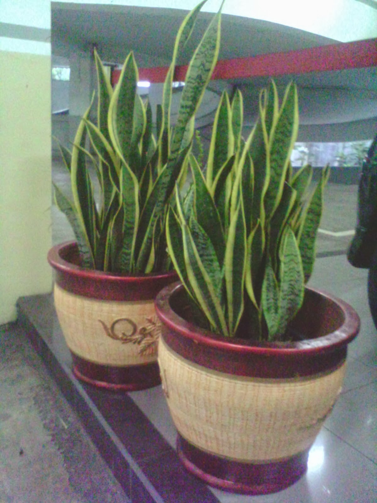 Jual Pohon Untuk Di Dalam  Ruangan  HABIBAN TAMAN DAN 