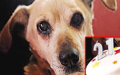 Anjing tertua di dunia