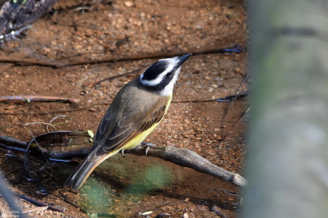 Great kiskadee Pitangus sulphuratus Bem-te-vi Benteveo