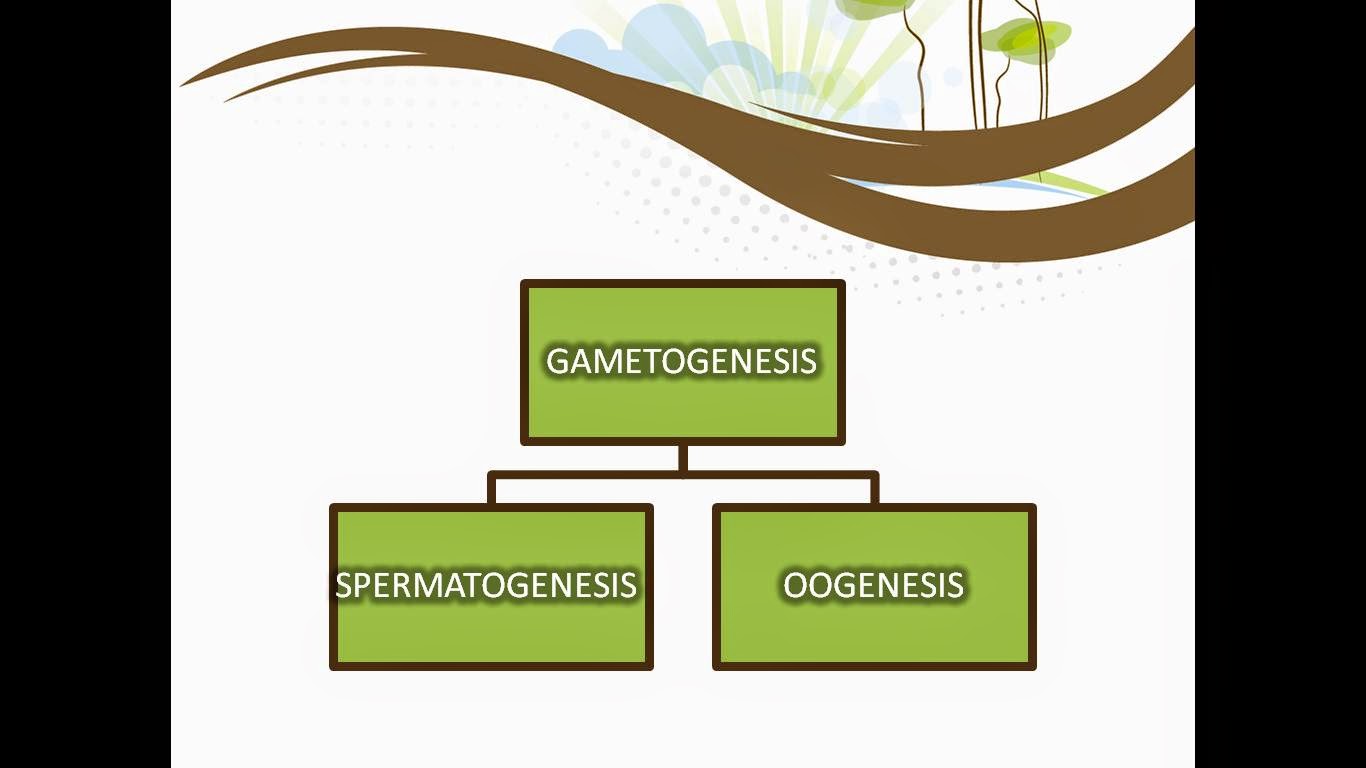 CONTOH PRESENTASI TENTANG GAMETOGENESIS DENGAN POWERPOINT 