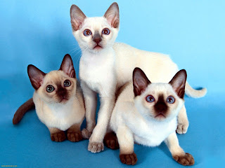 siamase cat pets breed information kitten animal domestic wallpaper