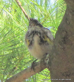 Yellow-rumped Warbler