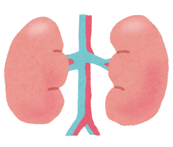無料イラスト かわいいフリー素材集 腎臓のイラスト 人体