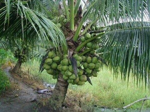 Kelapa Hibrida