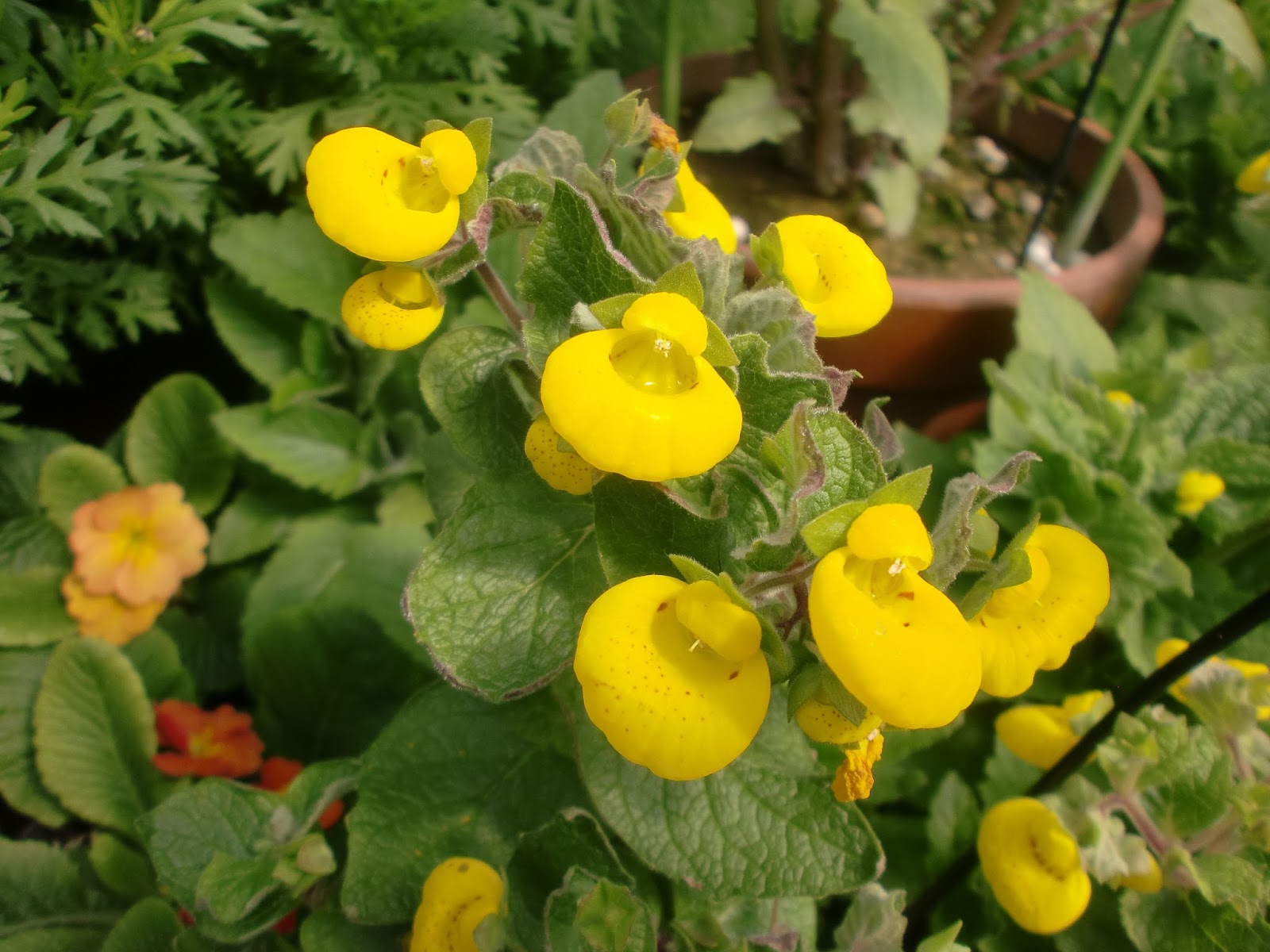 ６０歳で無職の優雅な日々 カルセオラリア ゴールデン センセーション Scrophulariaceae Calceolaria Golden Sensation