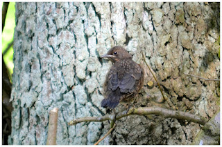 Młody Kos zwyczajny (Turdus merula)