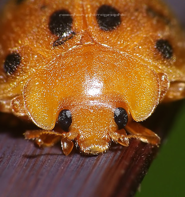 Orange Ladybird face to face macro