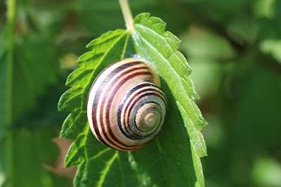 Witgerande Tuinslak - - Cepaea hortensis