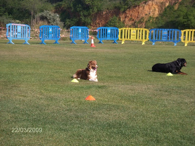 Obedience Competition