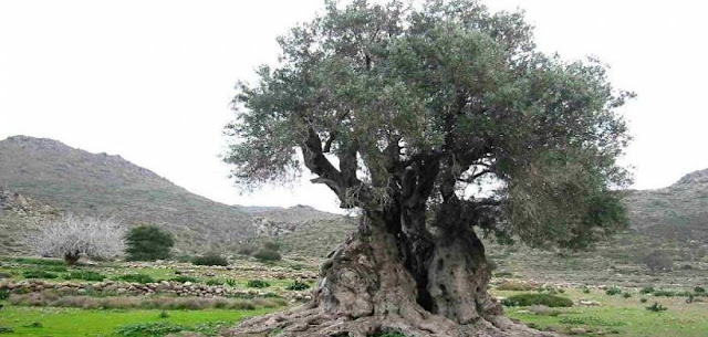 ΣΟΒΑΡΑ προβλήματα εχπυνοι κάτοικοι στα χωριά της Καλαμάτας