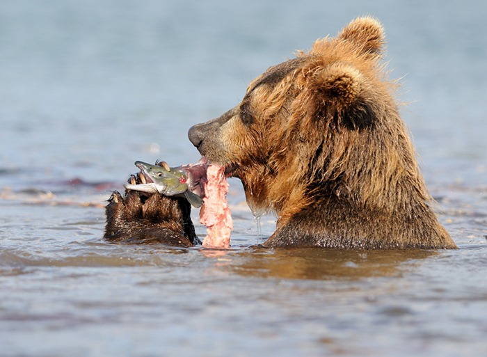 Predator and prey/n South Kamchatka Sanctuary<><>South Kamchatka Sanctuary; sockeye; Kamchatka; bear; Kuril Lake; salmon; spawning