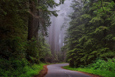 image: https://pixabay.com/photos/trees-fog-street-road-lane-lush-1587301/