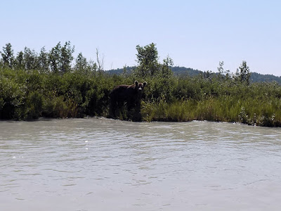 Bear We Spotted on Our Boat Ride Back to the Float Plane