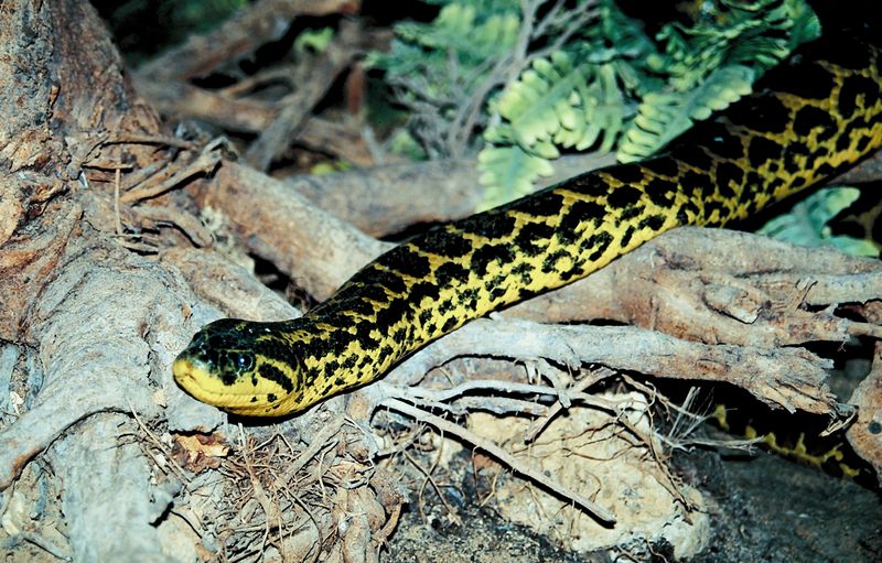 largest anaconda in world. As the largest Snake in the