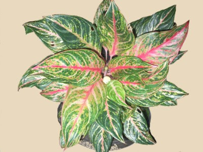 aglaonema butterfly