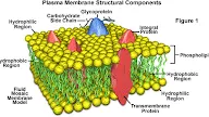 Animal Cell Membrane Characteristics / Cell Definition Types Functions Diagram Division Theory Facts Britannica - Maybe you would like to learn more about one of these?