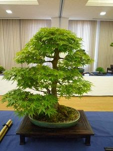 maple tree bonsai