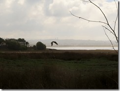 IMG_2211 (1280x958)