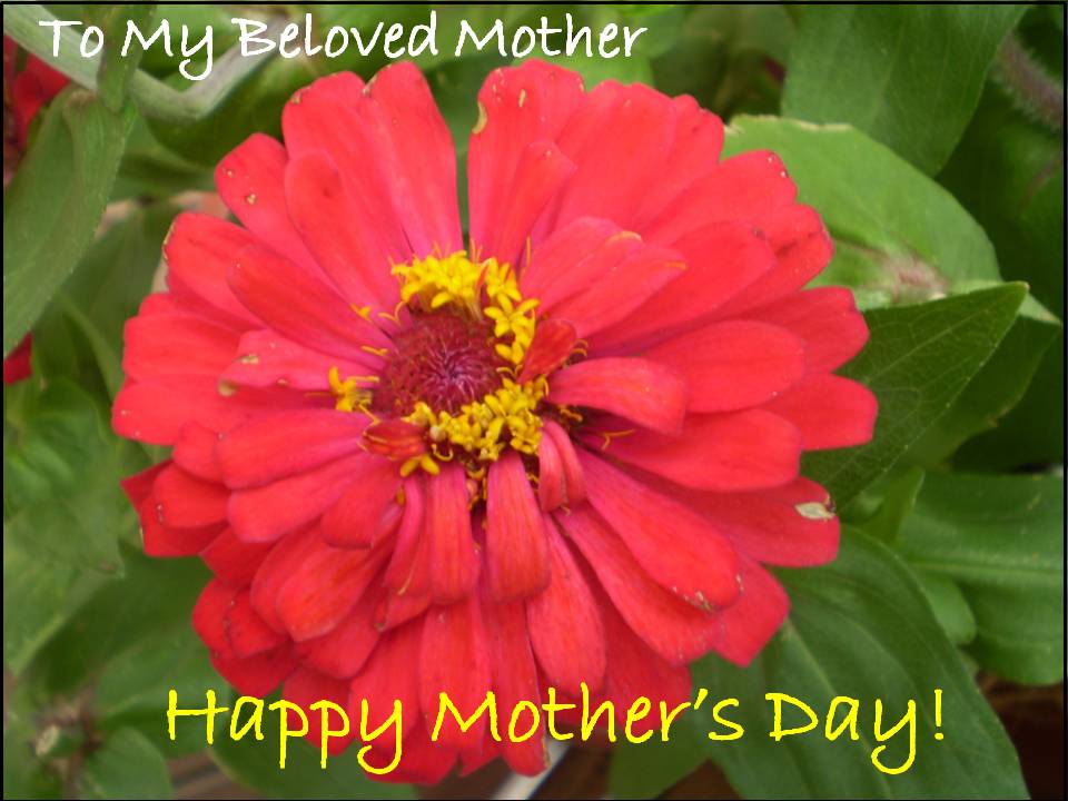 happy mothers day cards to print. Free Happy Mother#39;s Day Card