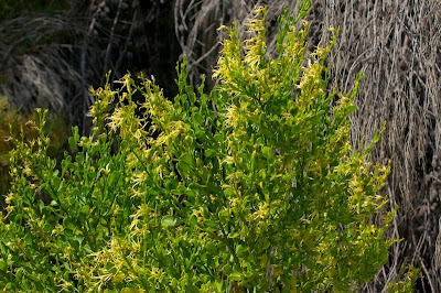 Yellow Tailflower (Anthocercis littorea)