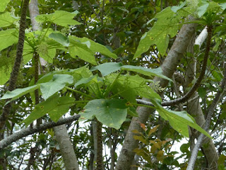 Bois d'Ortie - Obetia ficifolia - Bois de source blanc - Obétie