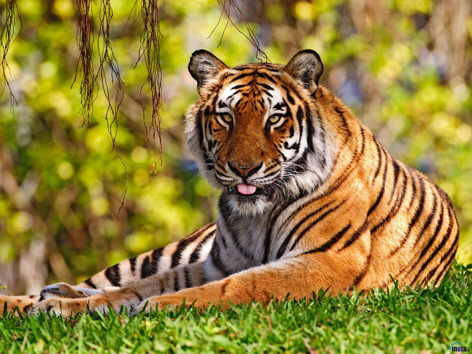 the life of animals bengal tiger the coat of the bengal tiger is light 