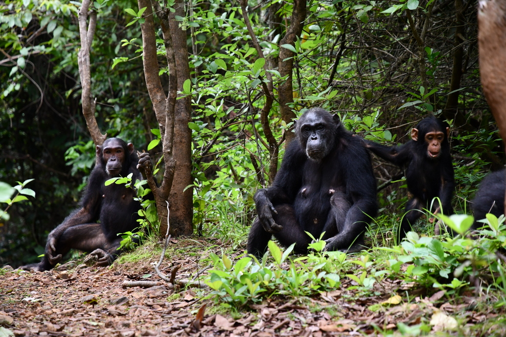 Trekking com chimpanzés na Tanzânia